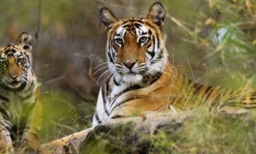Wildlife Tours by The Travel Foot