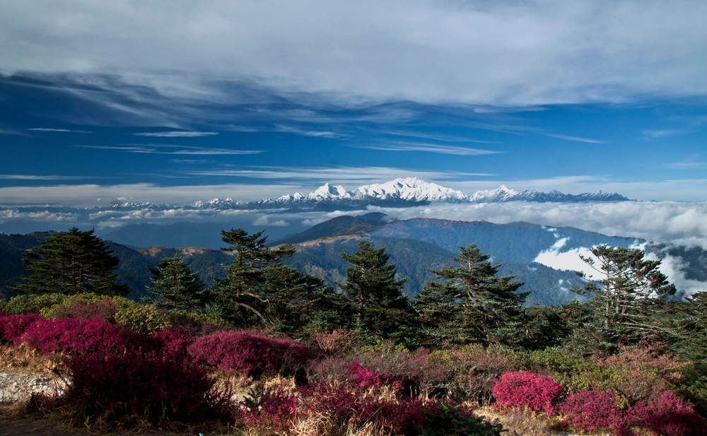 Trekkers enjoying scenic forest trails lined with rhododendrons on the Sandakphu Trek
