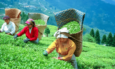 Lush green tea gardens in Darjeeling with rolling hills and misty mountains in the background