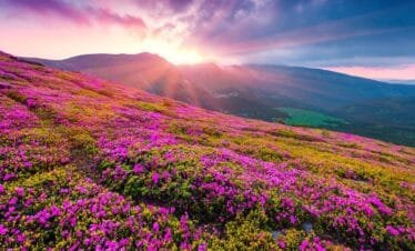 Valley Of Flowers Trek