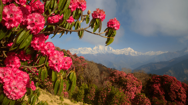 Sikkim Tour Packages, North Sikkim, Rhododendron, Valley of Flowers